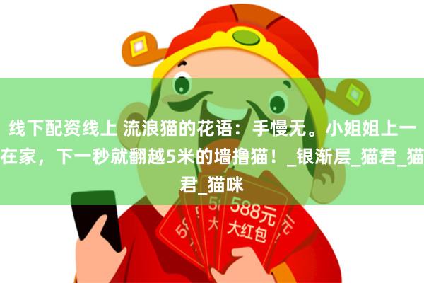 线下配资线上 流浪猫的花语：手慢无。小姐姐上一秒在家，下一秒就翻越5米的墙撸猫！_银渐层_猫君_猫咪